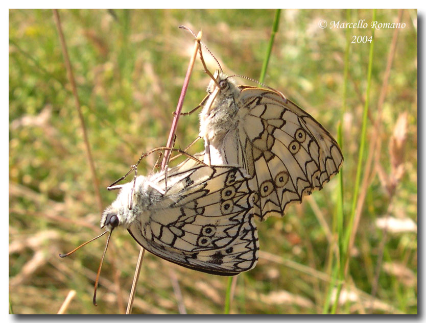 Un''altra Melanargia si posa sul forum: Melanargia russiae